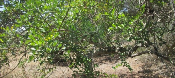 1560m² Land in Azinhal, Portugal No. 69744 12