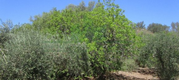 1560m² Land in Azinhal, Portugal No. 69744 5