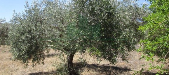 1560m² Land in Azinhal, Portugal No. 69744 18