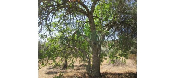 1560m² Land in Azinhal, Portugal No. 69744 13