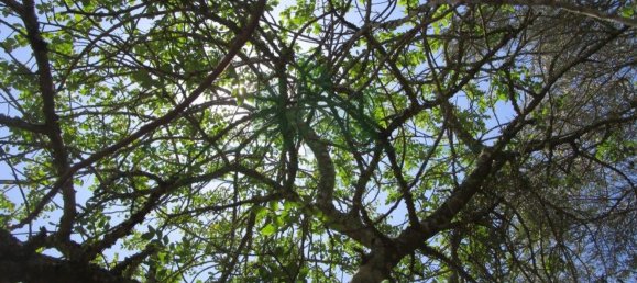 1560m² Land in Azinhal, Portugal No. 69744 14