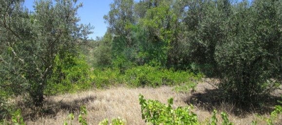 1560m² Land in Azinhal, Portugal No. 69744 9