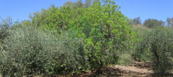 1560m² Land in Azinhal, Portugal No. 69744 11