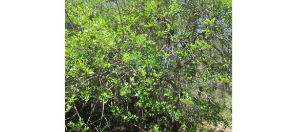 1560m² Land in Azinhal, Portugal No. 69744 17