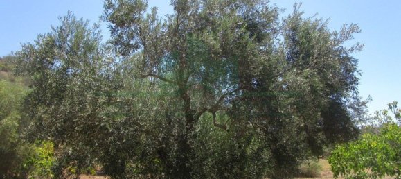1560m² Land in Azinhal, Portugal No. 69744 19