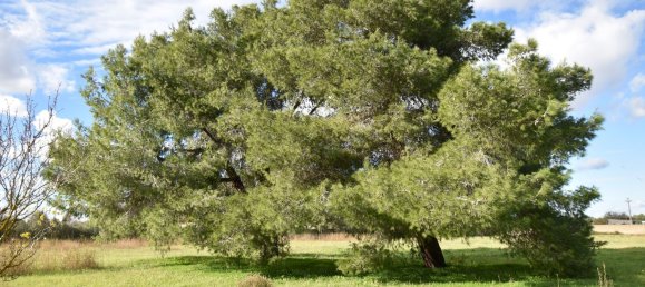 12 rooms Villa in Cutrofiano, Italy No. 236408 40