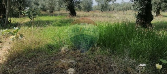 3164m² Land in Vacarica, Portugal No. 70456 6