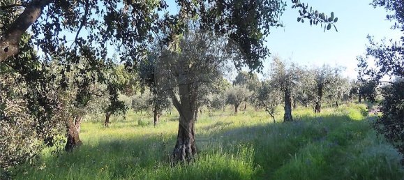 9 bedrooms House in Orca, Portugal No. 82899 3