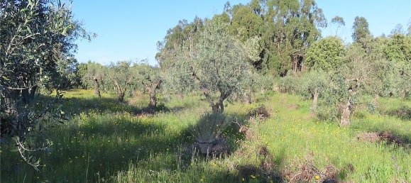 9 bedrooms House in Orca, Portugal No. 82899 20