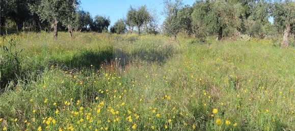 9 bedrooms House in Orca, Portugal No. 82899 18