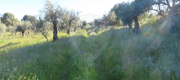 9 bedrooms House in Orca, Portugal No. 82899 4