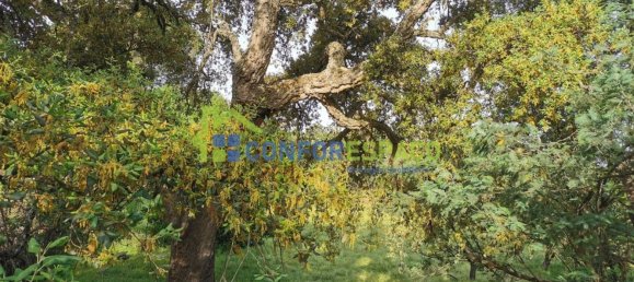 Terrain à Idanha a Nova, Portugal 55500m² No. 82809 35