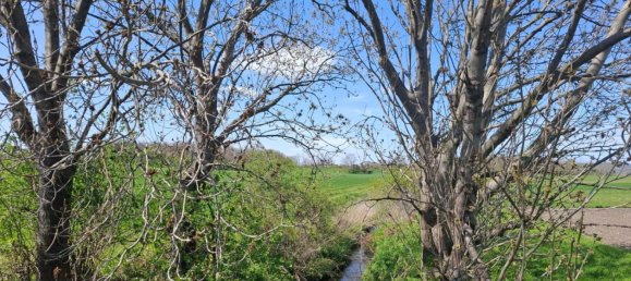 Terrain à Prellenkirchen, Austria No. 130442 5