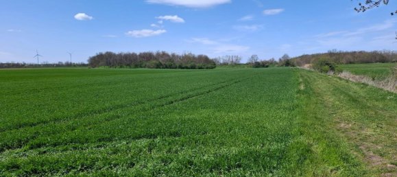 Terrain à Prellenkirchen, Austria No. 130442 2