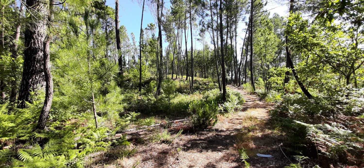  Land in Tondela, Portugal No. 246920