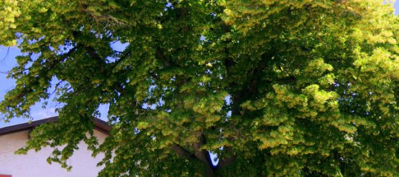 2000m² Commercial property in Weitersfeld, Austria No. 199085 7