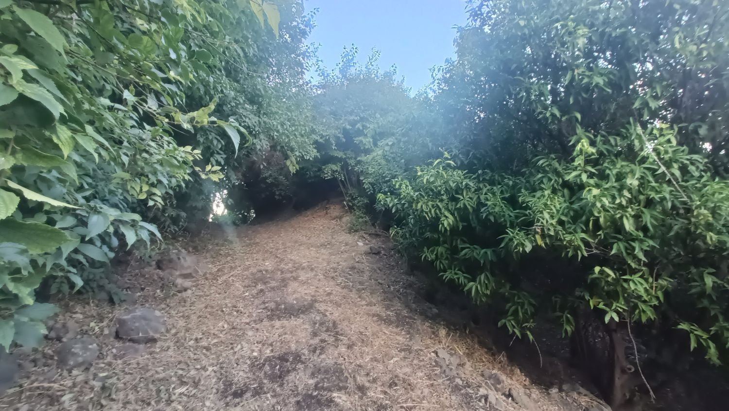  قطعة أرض في Piedimonte Etneo, Italy 7000متر مربع رقم 274751