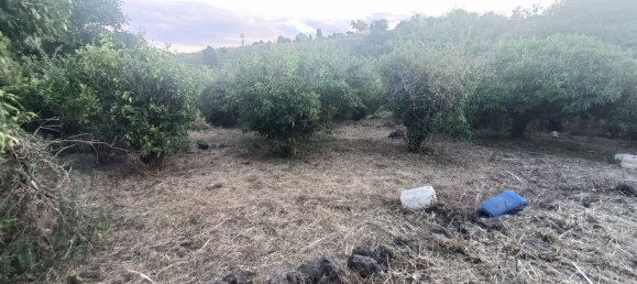  قطعة أرض في Piedimonte Etneo, Italy 7000متر مربع رقم 274751 7