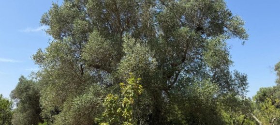 Estúdio em Ceglie Messapica, Italy N.º 303452 3