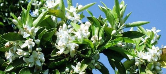  House in Orba, Spain No. 284834 6