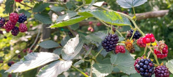 6غرفة منزل في Pressbaum, Austria رقم 205531 13