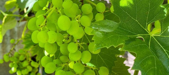 6غرفة منزل في Pressbaum, Austria رقم 205531 12