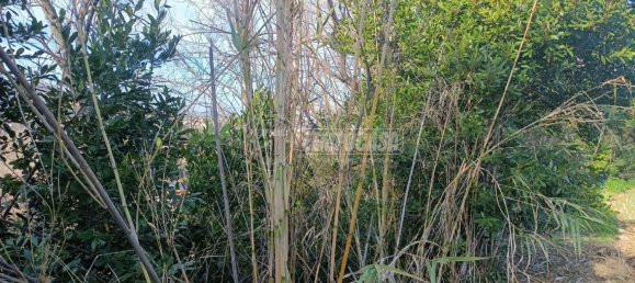 Земельный участок 22248м² в Анкона, Италия № 170981 19