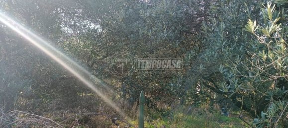 Земельный участок 22248м² в Анкона, Италия № 170981 12