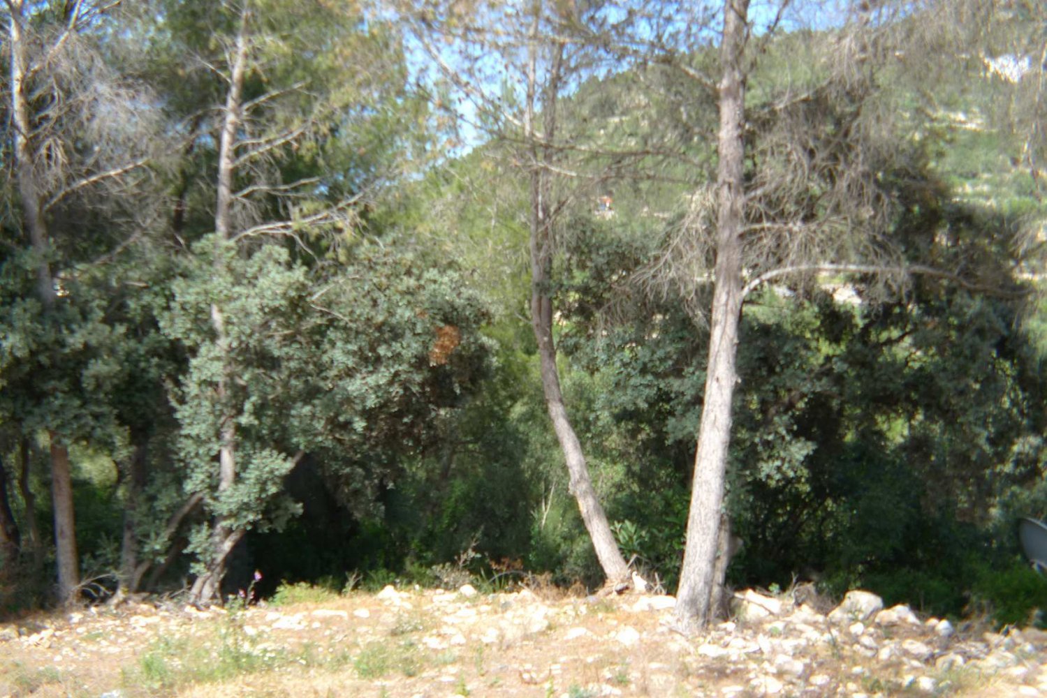  Land in Alcalali, Spain No. 103313