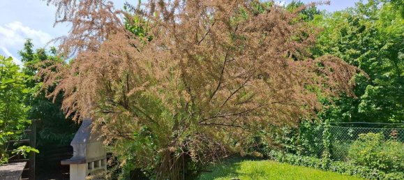 5 rooms House in Munchendorf, Austria No. 146871 15