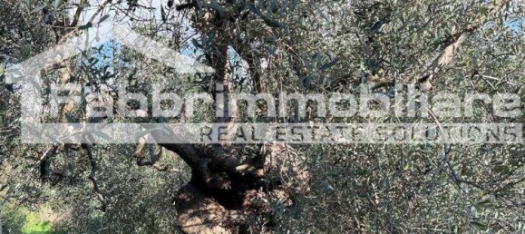 2 rooms Apartment in Follonica, Italy No. 299003 4