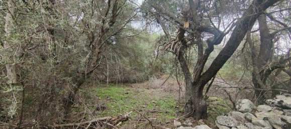 Земельный участок в Спелонкато, Франция № 85597 3