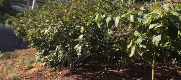 718m² Land in Camara de Lobos, Portugal No. 184472 13