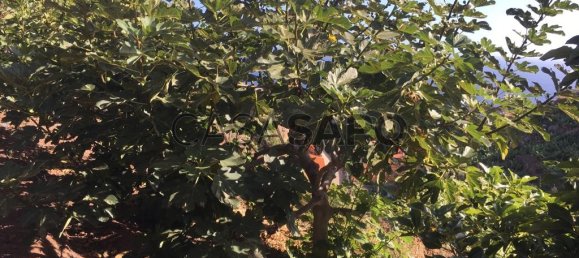 718m² Land in Camara de Lobos, Portugal No. 184472 11