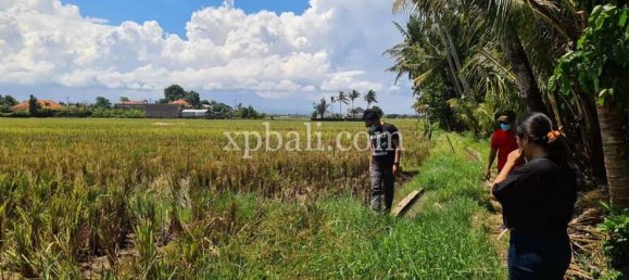 Grundstück in Tabanan, Indonesia 3800m², Nr. 3749 8