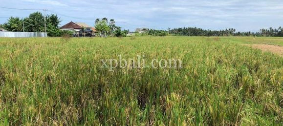 Grundstück in Tabanan, Indonesia 3800m², Nr. 3749 19