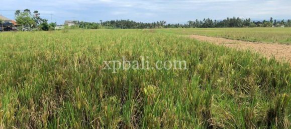 Grundstück in Tabanan, Indonesia 3800m², Nr. 3749 11