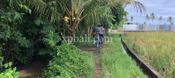 Grundstück in Tabanan, Indonesia 3800m², Nr. 3749 23