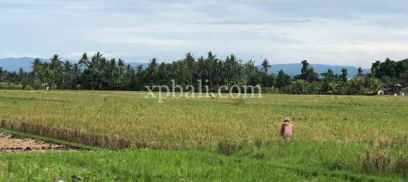 Grundstück in Tabanan, Indonesia 3800m², Nr. 3749 12
