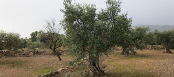 15260m² Land in Tarragona, Spain No. 159254 4