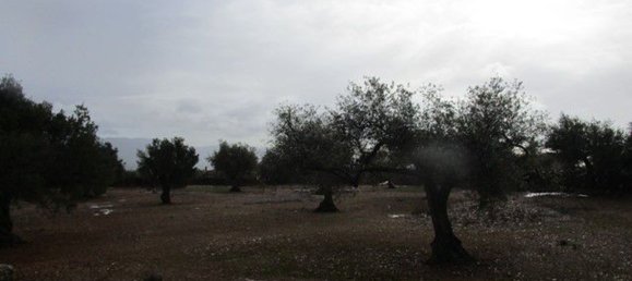 15260m² Land in Tarragona, Spain No. 159254 21