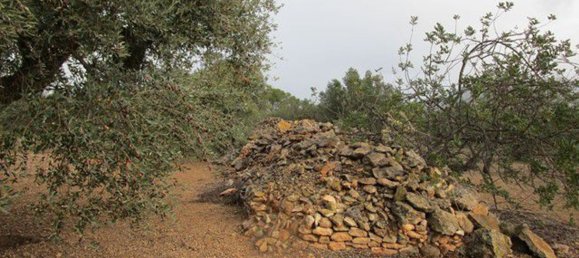 15260m² Land in Tarragona, Spain No. 159254 6