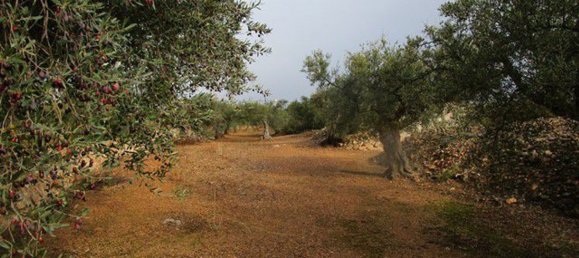 15260m² Land in Tarragona, Spain No. 159254 16