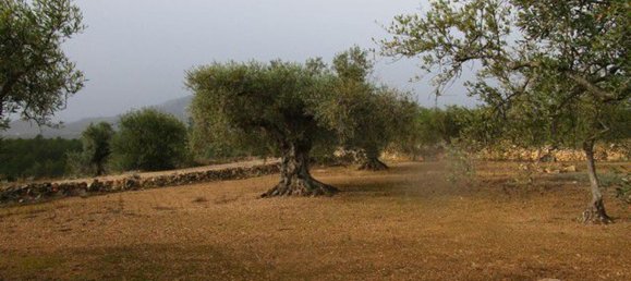 15260m² Land in Tarragona, Spain No. 159254 10