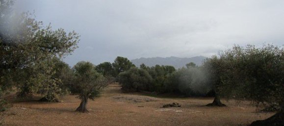 15260m² Land in Tarragona, Spain No. 159254 19