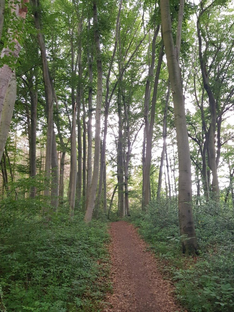  Land in Bergisch Gladbach, Germany No. 305020