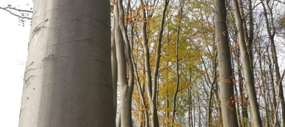 Land in Bergisch Gladbach, Germany No. 305020 10