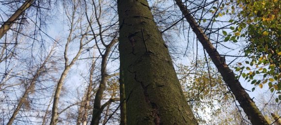 Land in Bergisch Gladbach, Germany No. 305020 8