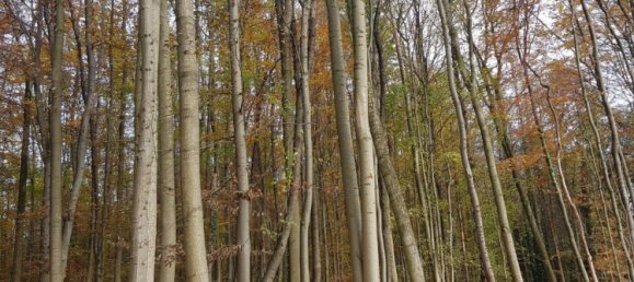 Land in Bergisch Gladbach, Germany No. 305020 11