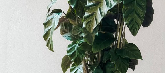 Casa de 5 divisões em Gattinara, Italy N.º 13385 47